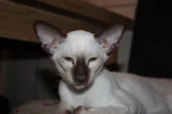 Siamská koťata s PP
