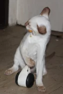 Siamská koťata s PP