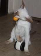 Siamská koťata s PP