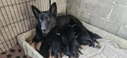 Prodám štěňátka Německého ovčáka z pracovního spojení