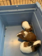 Daruji mláďata morčat