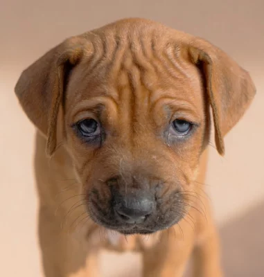 Prodáme štěně Rhodéský ridgeback (fenka) s PP