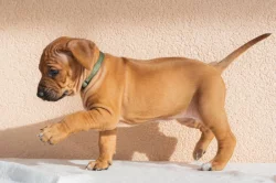 Prodáme štěně Rhodéský ridgeback (fenka) s PP