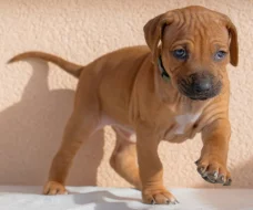 Prodáme štěně Rhodéský ridgeback (fenka) s PP