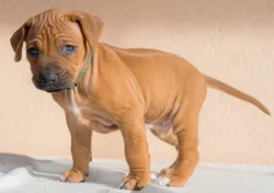 Prodáme štěně Rhodéský ridgeback (fenka) s PP