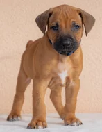 Prodám štěně Rhodéský ridgeback s PP