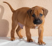 Prodám štěně Rhodéský ridgeback s PP