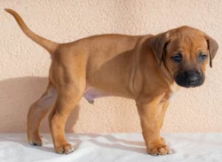 Prodám štěně Rhodéský ridgeback s PP