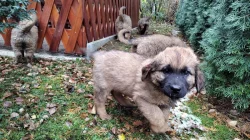 Leonberger