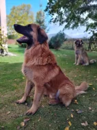 Leonberger