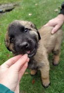 Leonberger