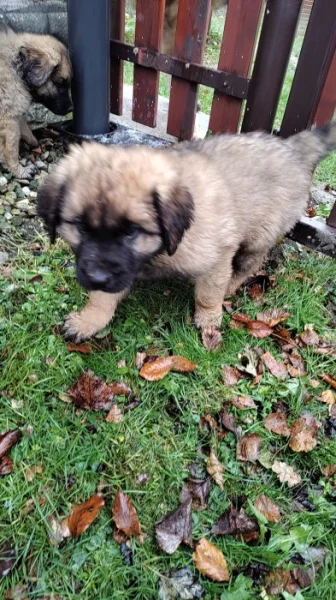 Leonberger