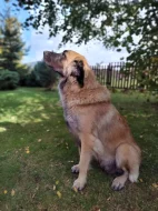 Leonberger
