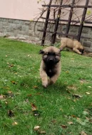 Leonberger