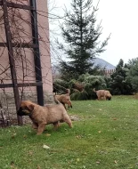 Leonberger