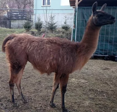 Lama samice