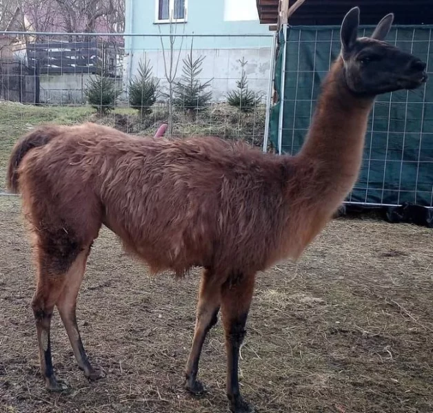 Lama samice