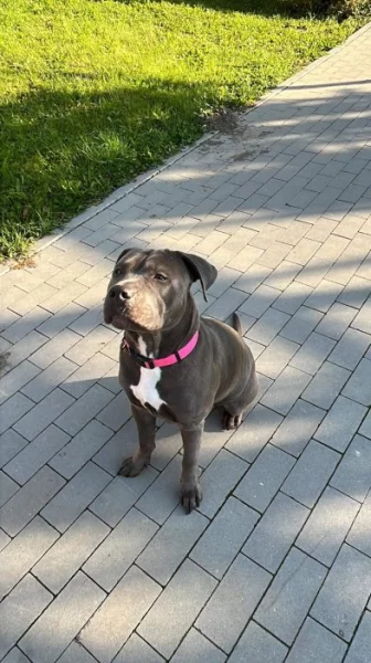 Daruji fenku staforda.