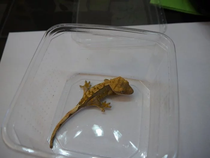Pagekon řasnatý (Correlophus ciliatus) samec-Kolečko