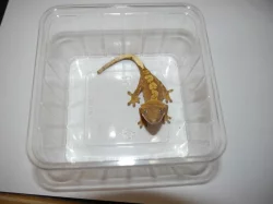 Pagekon řasnatý (Correlophus ciliatus) samec-Srdíčko