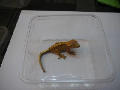 Pagekon řasnatý (Correlophus ciliatus) samec-Srdíčko