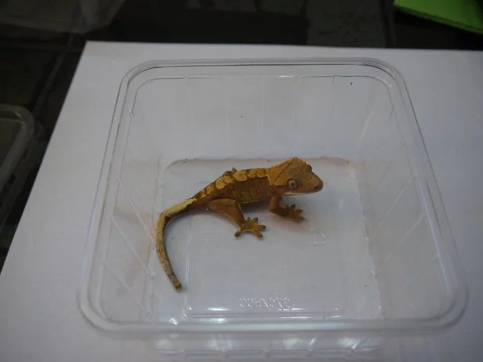 Pagekon řasnatý (Correlophus ciliatus) samec-Srdíčko