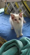 Prodám koťátko Ragdoll