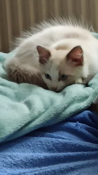 Prodám koťátko Ragdoll