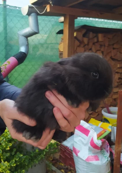 Zakrslí králíčci