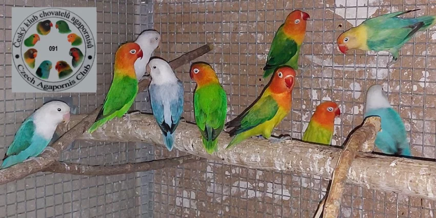 Agapornis Fišery