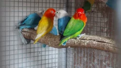 Agapornis Fišery