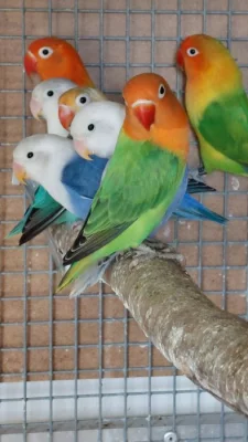 Agapornis Fišery