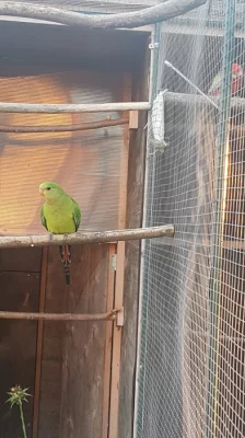 Prodám papoušek nádherný