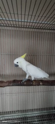 Kakadu žlutočečlaty eleonora