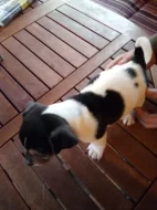 jack russel teriér
