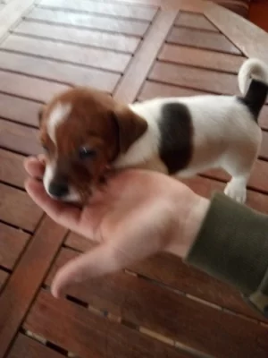 jack russel teriér