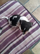 jack russel teriér
