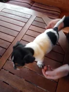 jack russel teriér