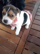 jack russel teriér