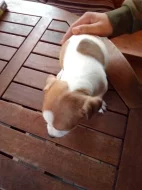 jack russel teriér