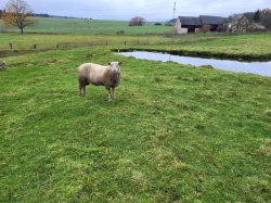 Plemenny beran charollais