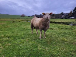 Plemenny beran charollais