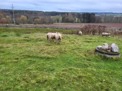 Plemenny beran charollais