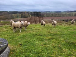 Plemenny beran charollais