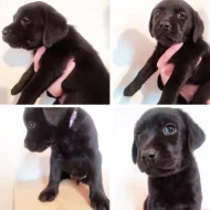 Labradoři štěňátka