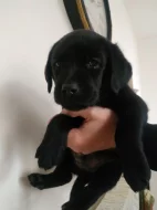 Labradoři štěňátka