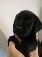 Labradoři štěňátka