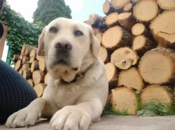 Labradoři štěňátka