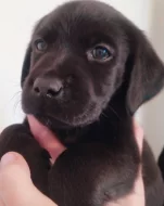 Labradoři štěňátka