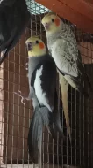 Korely